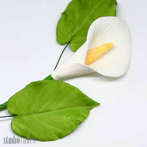 Sugar Leaves - Arum Lily