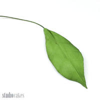 Sugar Leaves - Lily
