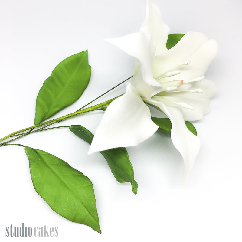 Sugar Leaves - Lily