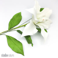 Sugar Leaves - Lily