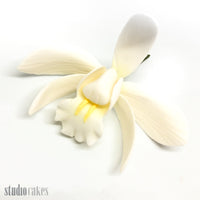 Sugar Flowers - Cymbidium