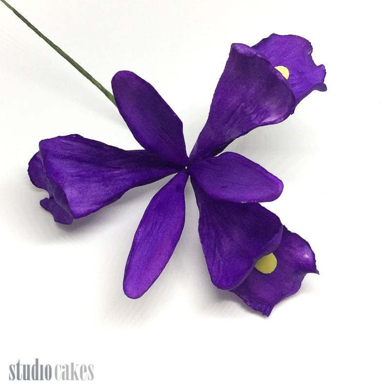 Sugar Flowers - Dutch Iris