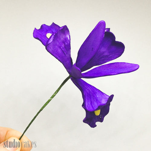 Sugar Flowers - Dutch Iris
