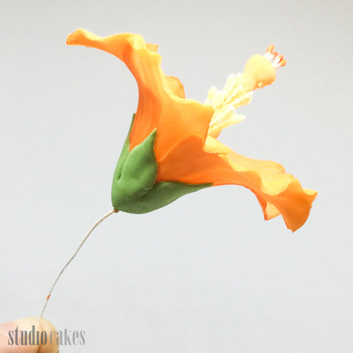 Sugar Flowers - Hibiscus