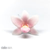 Sugar Flowers - Singapore Orchids